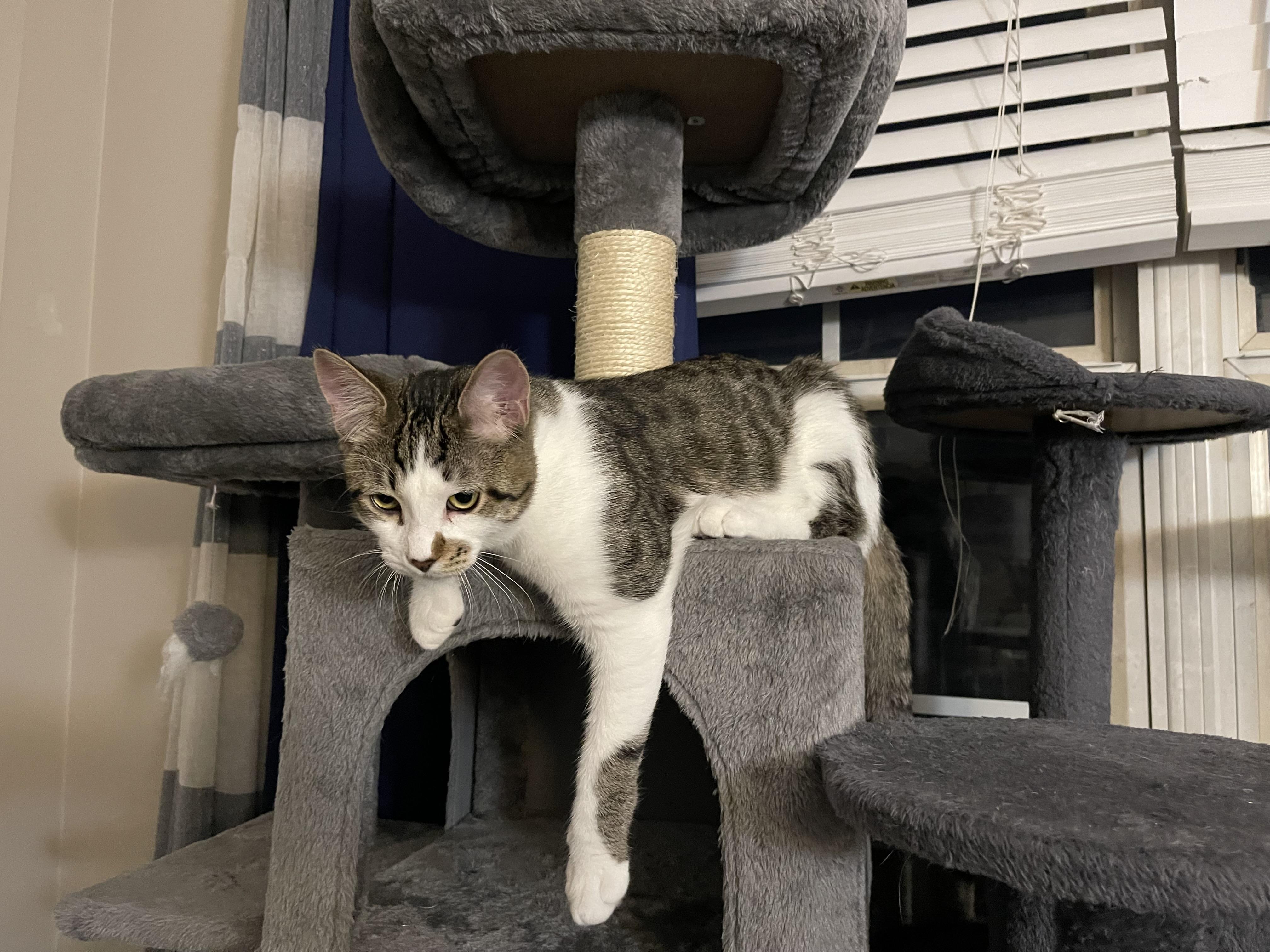 Strawberry, a Adoptable Domestic Short Hair in Joliet, IL image 5/5