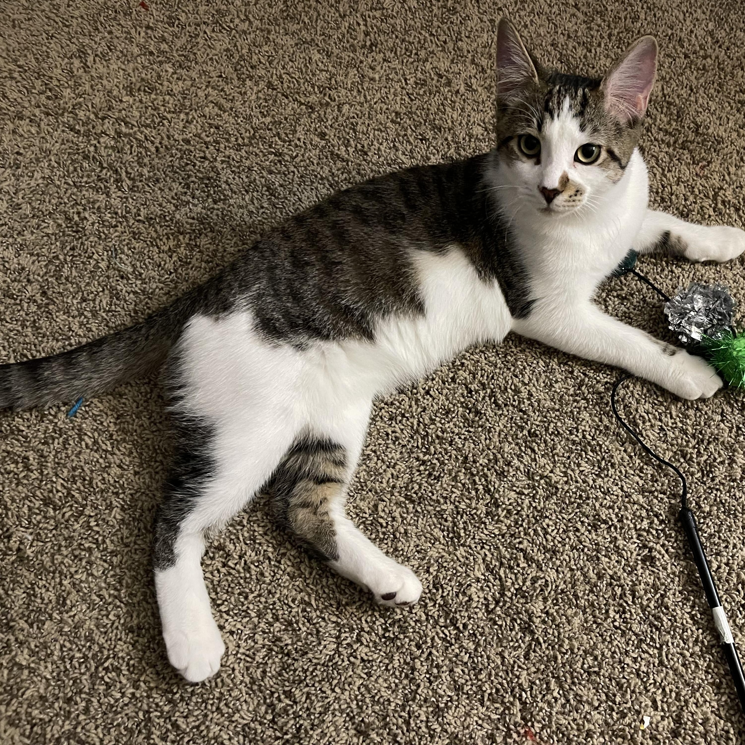 Strawberry, a Adoptable Domestic Short Hair in Joliet, IL image 3/5