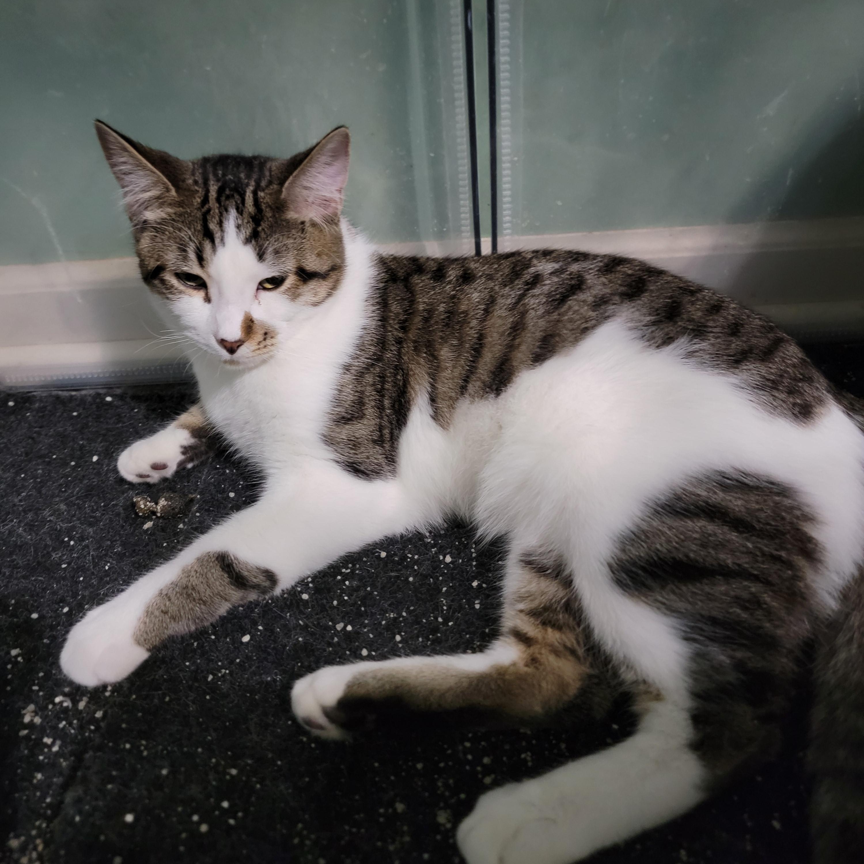 Strawberry, a Adoptable Domestic Short Hair in Joliet, IL image 2/5