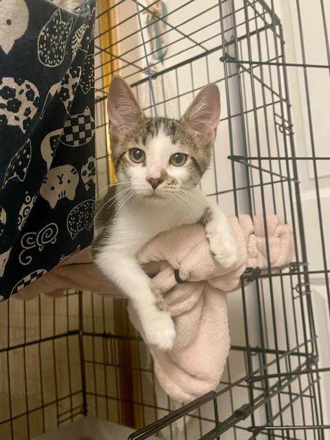 Strawberry, a Adoptable Domestic Short Hair in Joliet, IL image 4/5