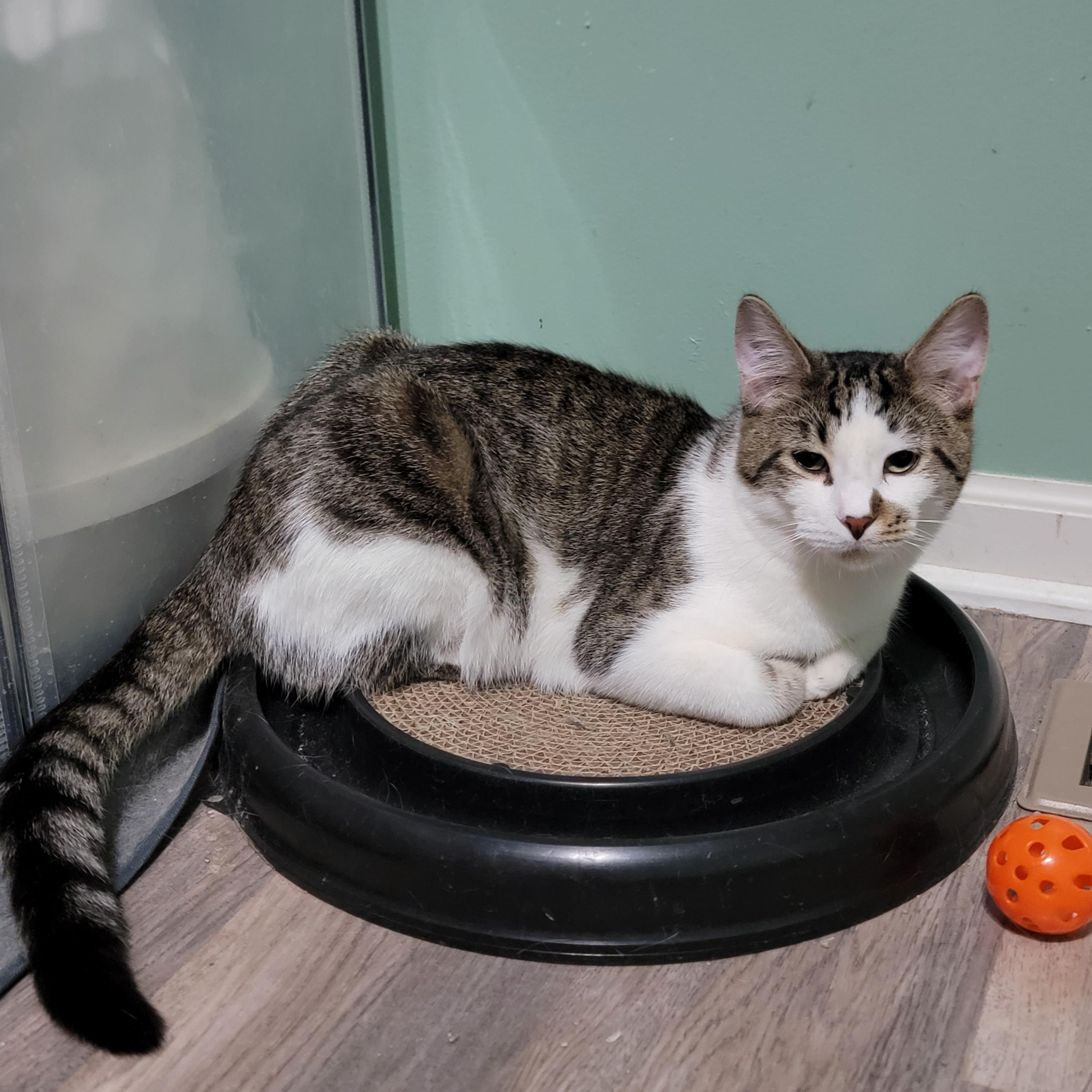 Strawberry, Adoptable, Kitten Male Domestic Short Hair.