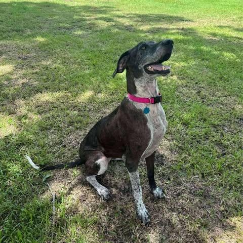 Enlarge Dallas, a Adoptable mixed breed in Toledo, OH image 4/5