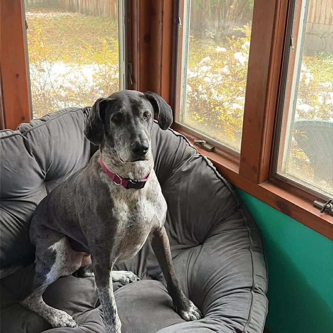 Dallas, Adoptable, Adult Female Great Dane & German Shorthaired Pointer.