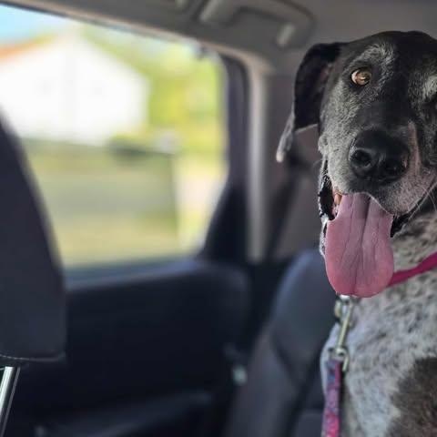 Enlarge Dallas, a Adoptable mixed breed in Toledo, OH image 2/5