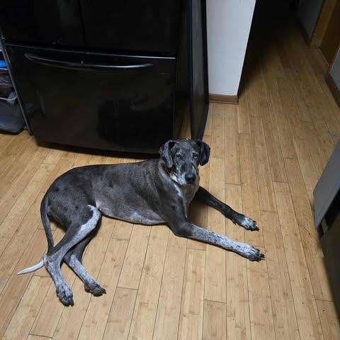 Enlarge Dallas, a Adoptable mixed breed in Toledo, OH image 5/5