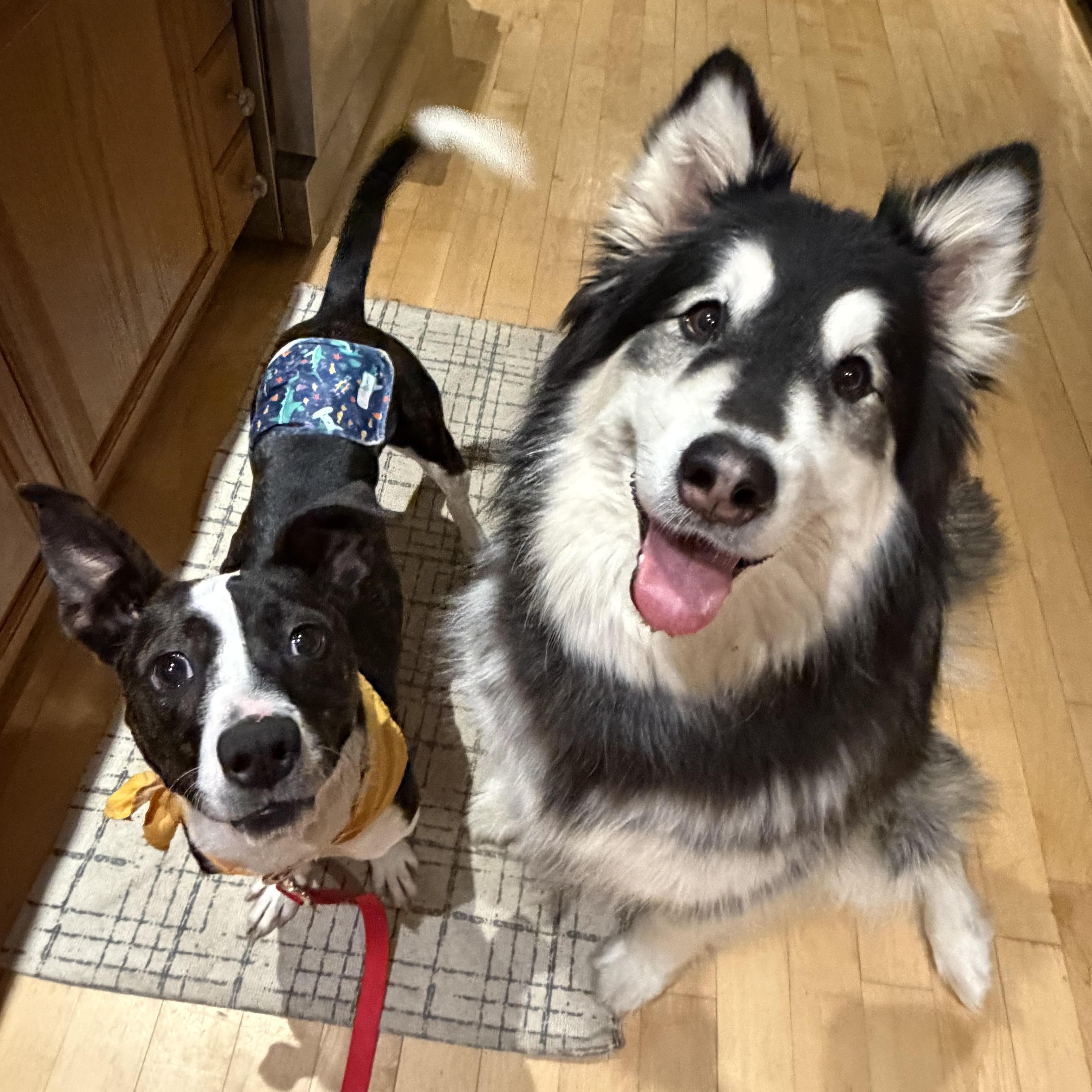 Enlarge Jeff (Adoption Fee FULLY Sponsored Through End of April!), an adopted mixed breed in Lemont, IL image 2/6