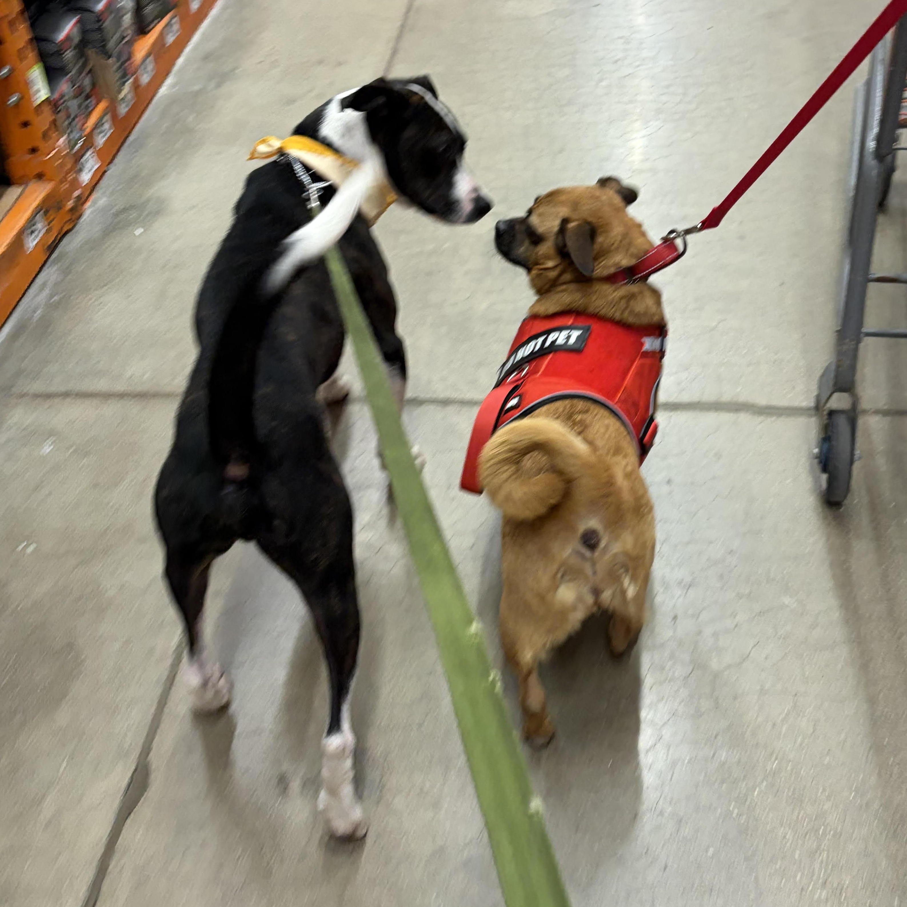 Enlarge Jeff (Adoption Fee FULLY Sponsored Through End of April!), an adopted mixed breed in Lemont, IL image 3/6