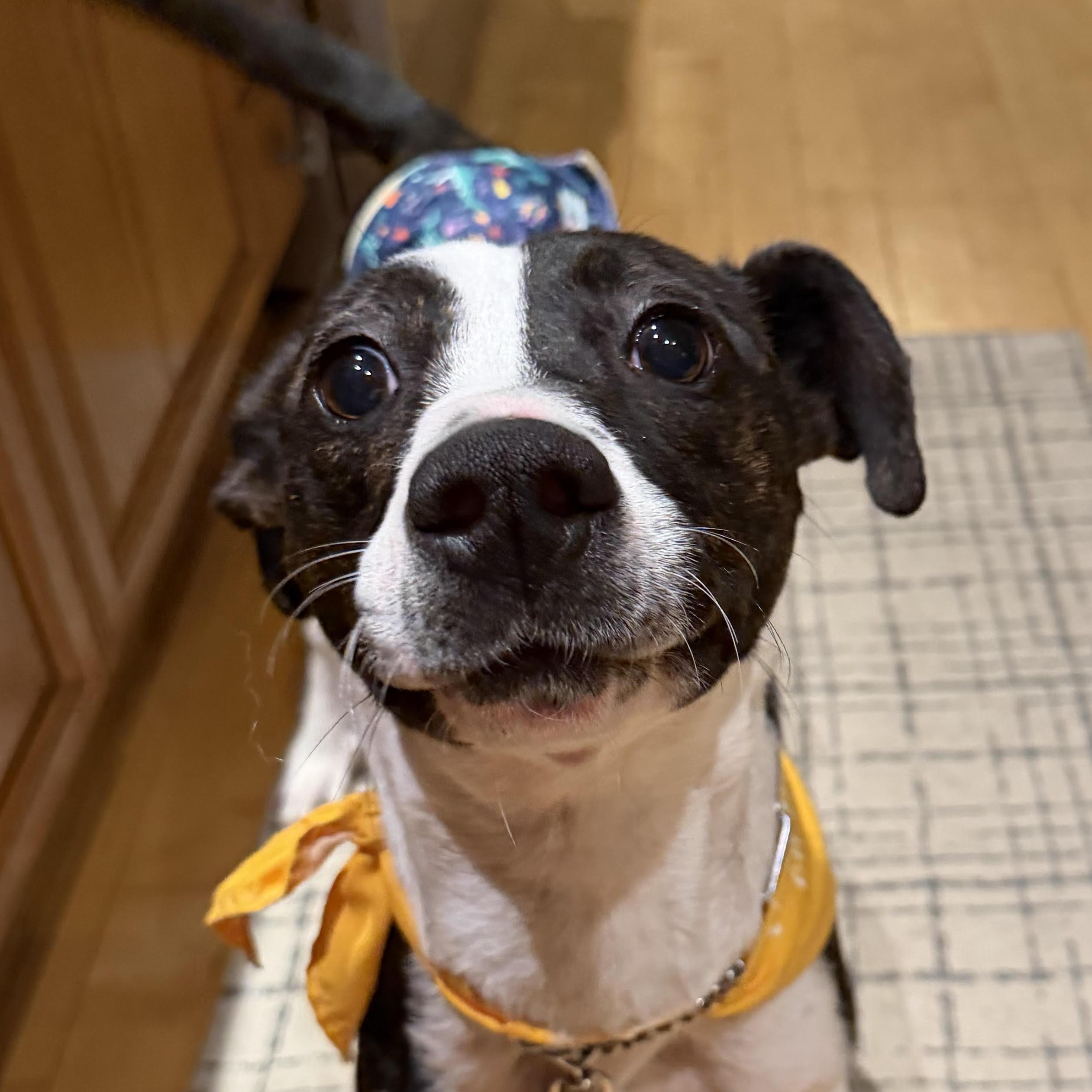 Enlarge Jeff (Adoption Fee FULLY Sponsored Through End of April!), an adopted mixed breed in Lemont, IL image 1/6