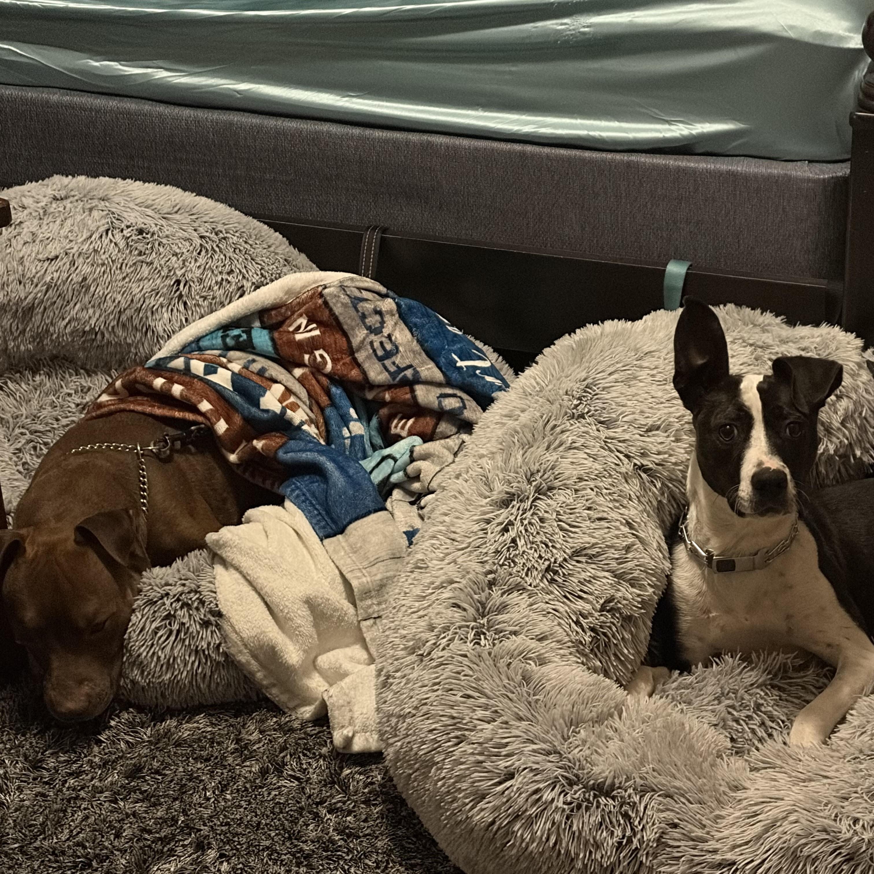Enlarge Jeff (Adoption Fee FULLY Sponsored Through End of April!), an adopted mixed breed in Lemont, IL image 4/6