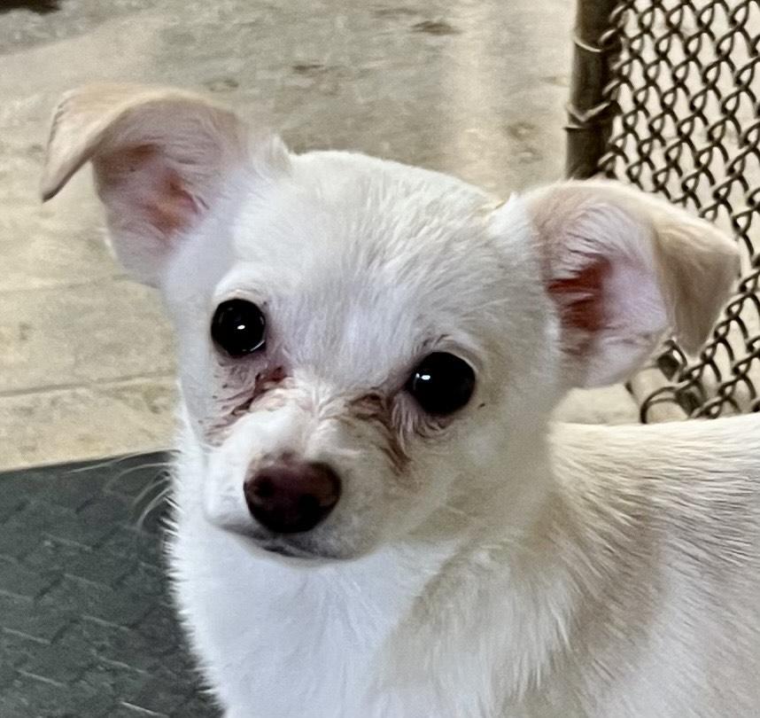 Enlarge Randy, a Adoptable mixed breed in New Richmond, WI image 2/3