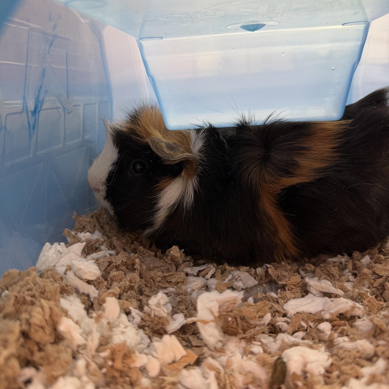 Moon Cake, Adoptable, Adult Male Guinea Pig.