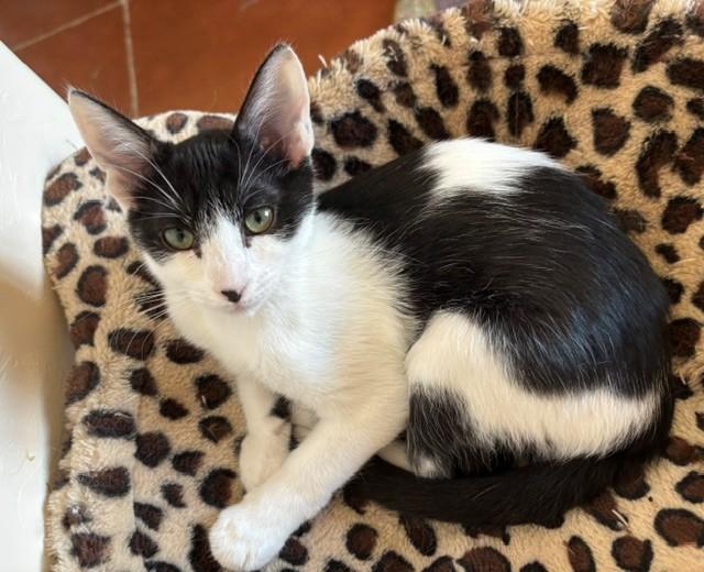 Bandita (female), a ADOPTABLE Domestic Short Hair in Sierra Vista, AZ image 1/4