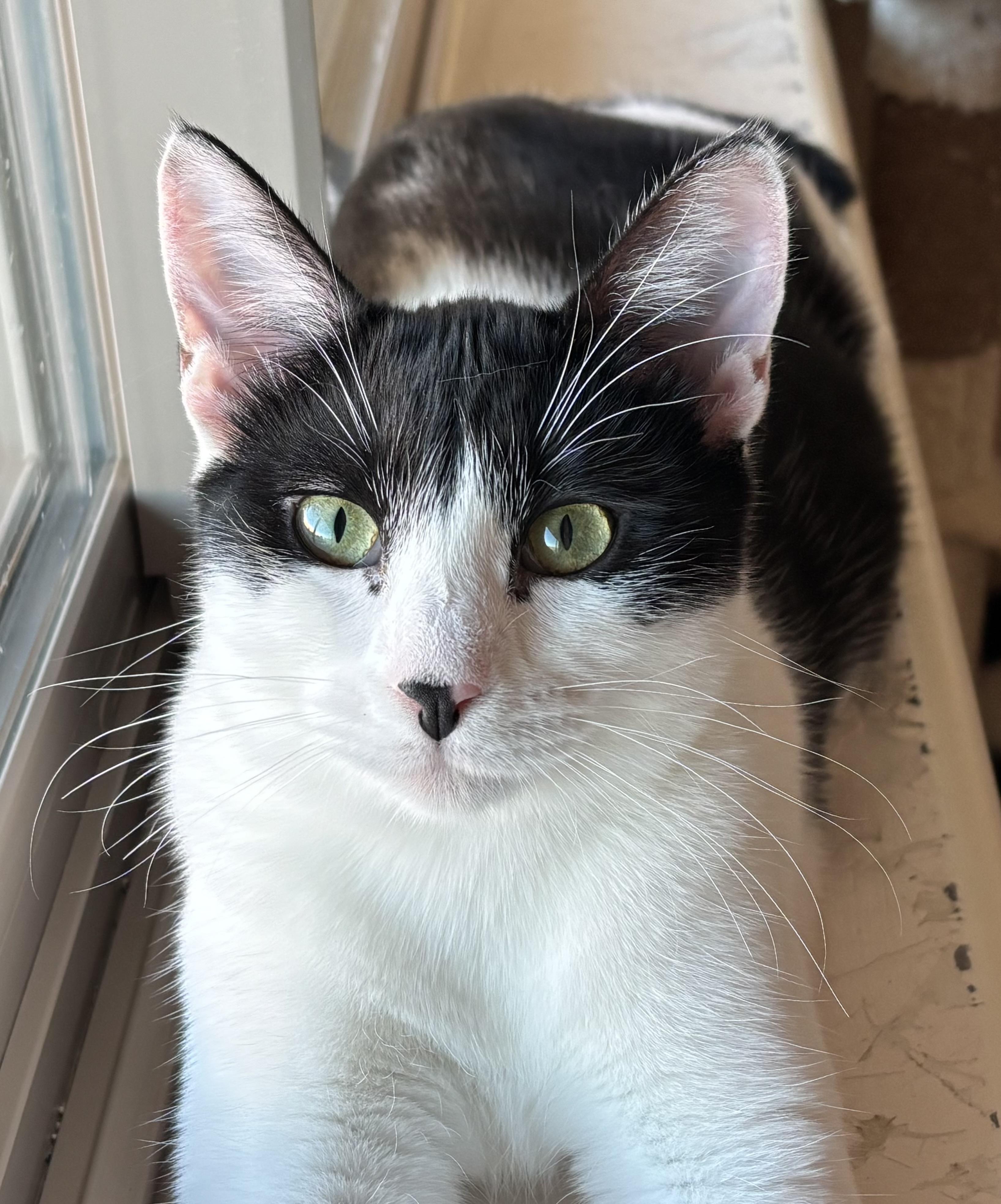 Enlarge Bandita (female), a Adoptable Domestic Short Hair in Sierra Vista, AZ image 2/5
