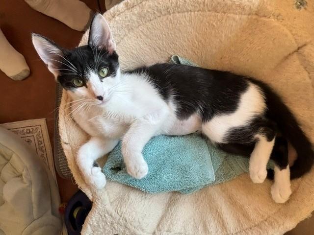 Bandita (female), a ADOPTABLE Domestic Short Hair in Sierra Vista, AZ image 3/4