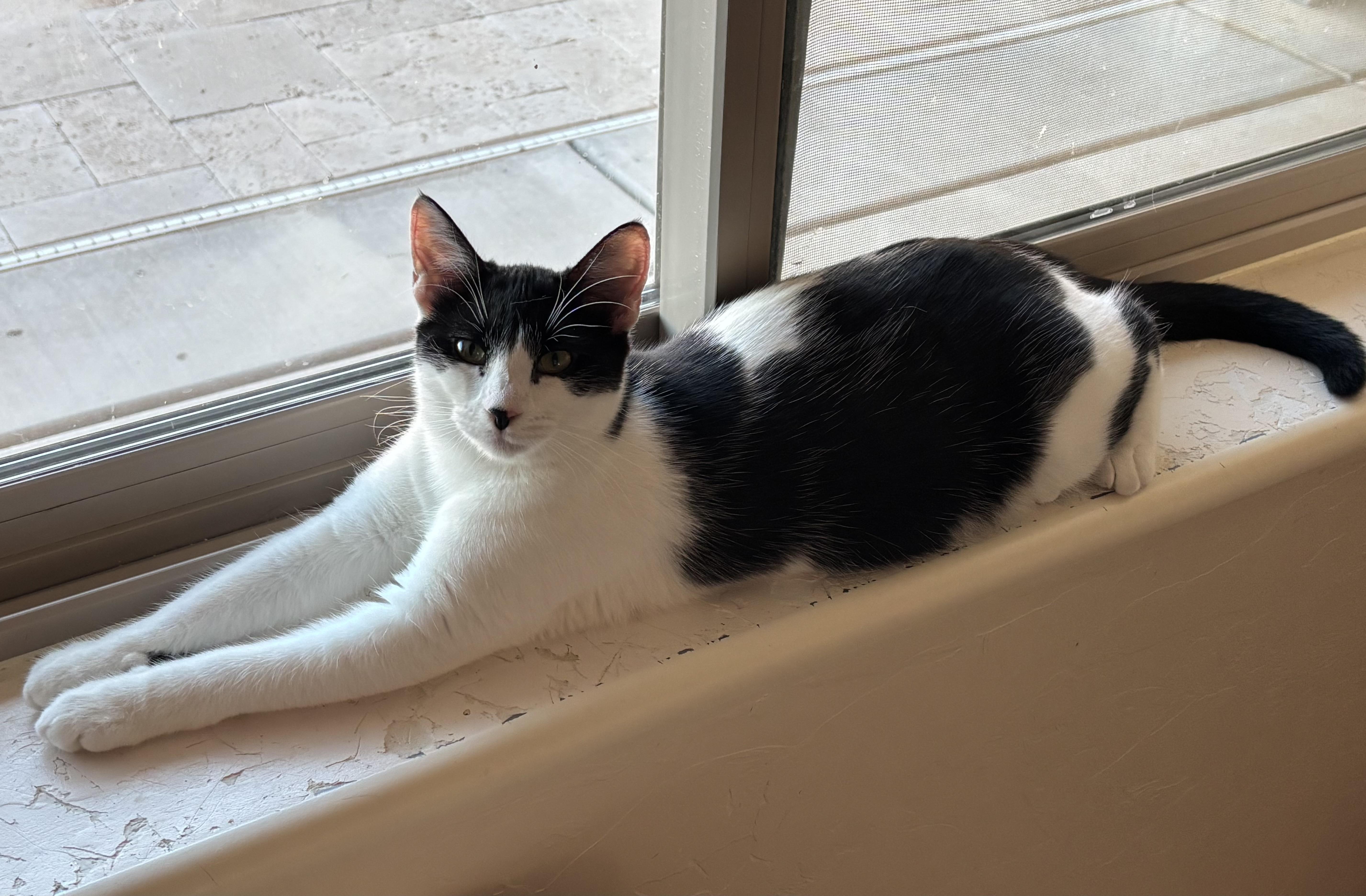 Enlarge Bandita (female), a Adoptable Domestic Short Hair in Sierra Vista, AZ image 1/5