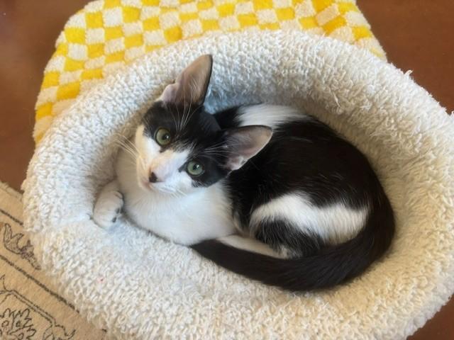 Bandita (female), ADOPTABLE, Kitten Female Domestic Short Hair.