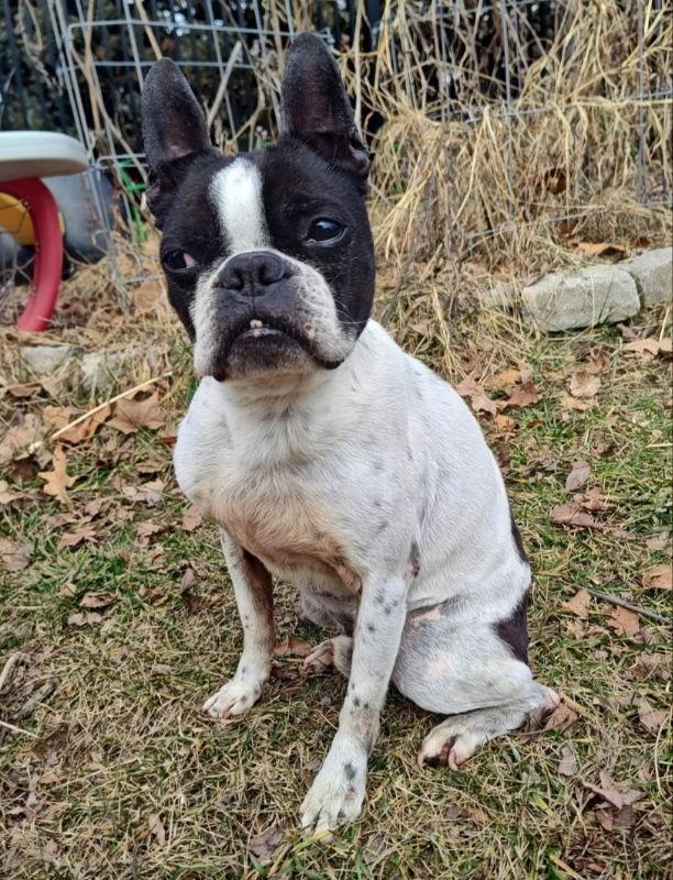 Enlarge Jay Jay *Adopt*, a Adoptable Boston Terrier in Fairfax, VA image 1/1
