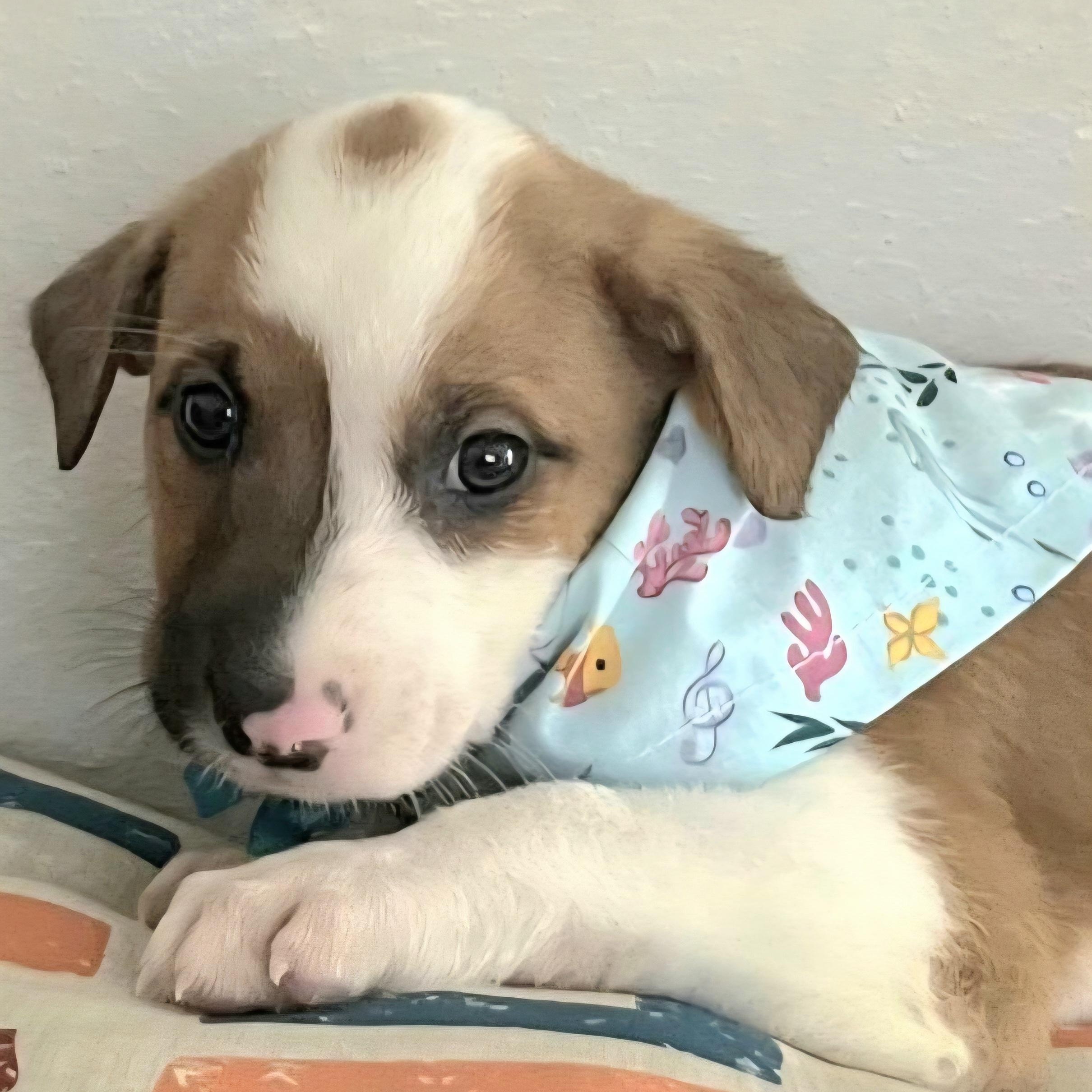 Honda "i Will Be thumbnail 3