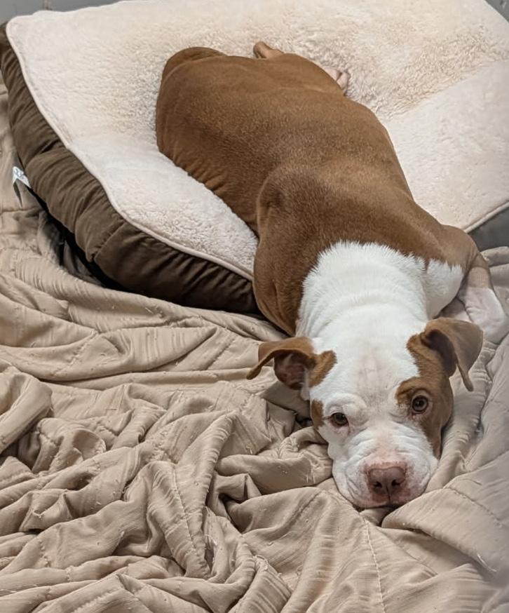 Enlarge Buckeye (Spayed) (In Foster to Adopt), an adopted mixed breed in Marietta, OH image 6/6