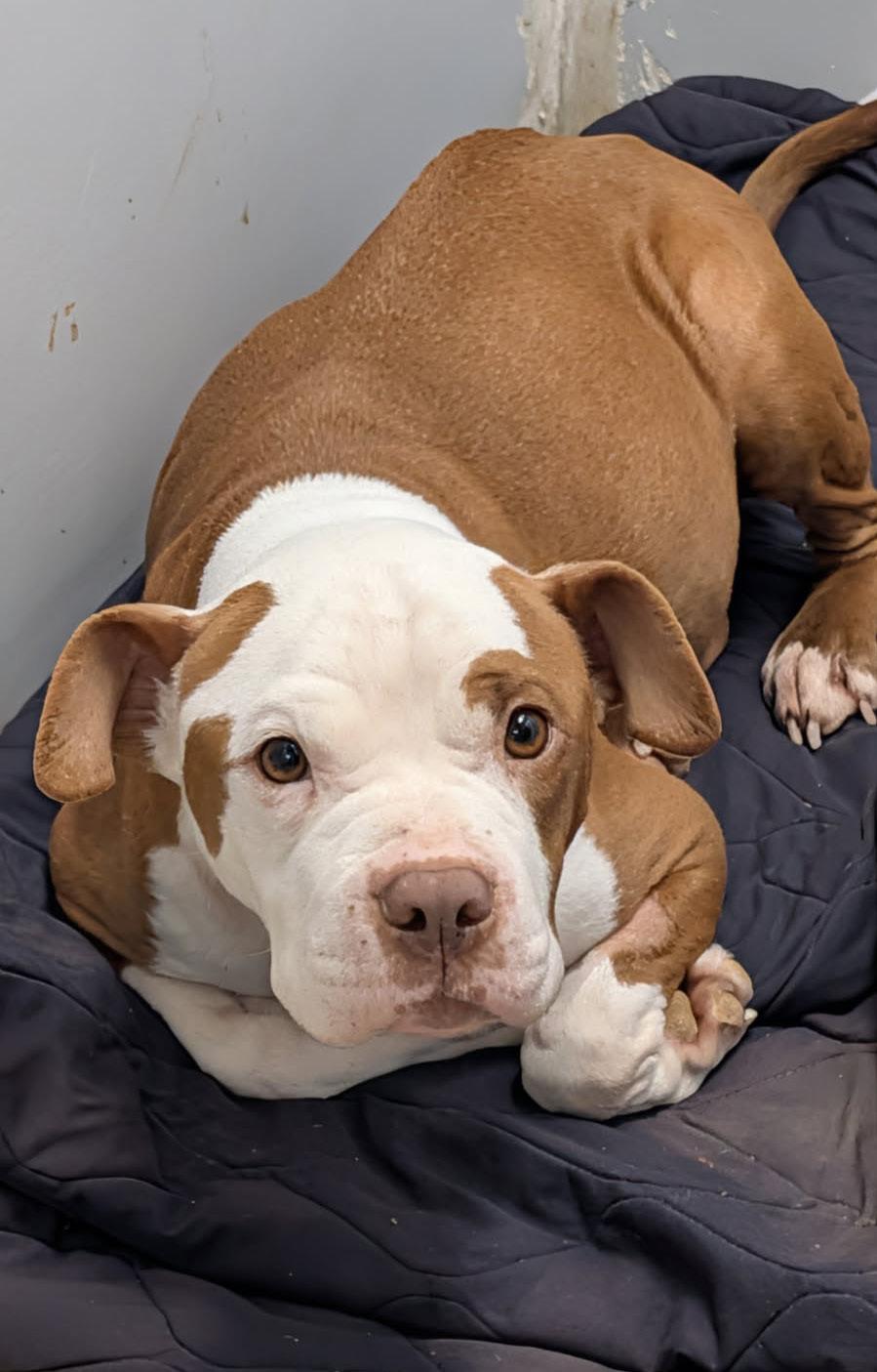 Buckeye (Spayed) (In Foster to Adopt), adopted, Adult Female Pit Bull Terrier.