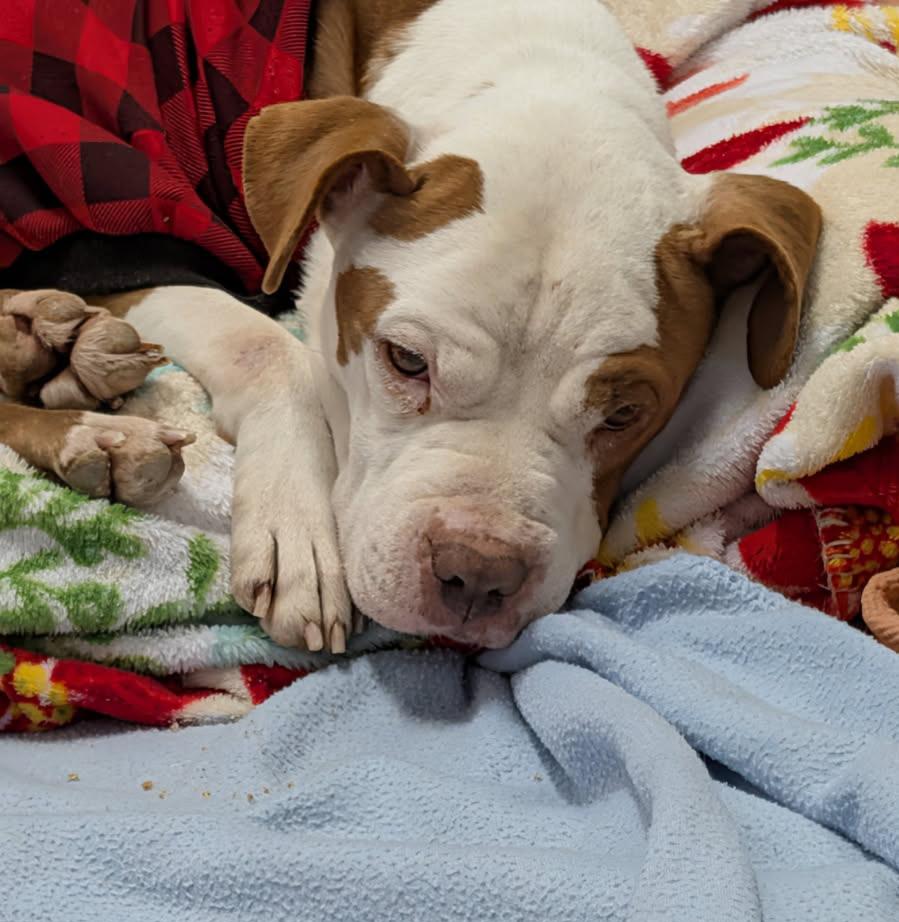 Enlarge Buckeye (Spayed) (In Foster to Adopt), an adopted mixed breed in Marietta, OH image 5/6