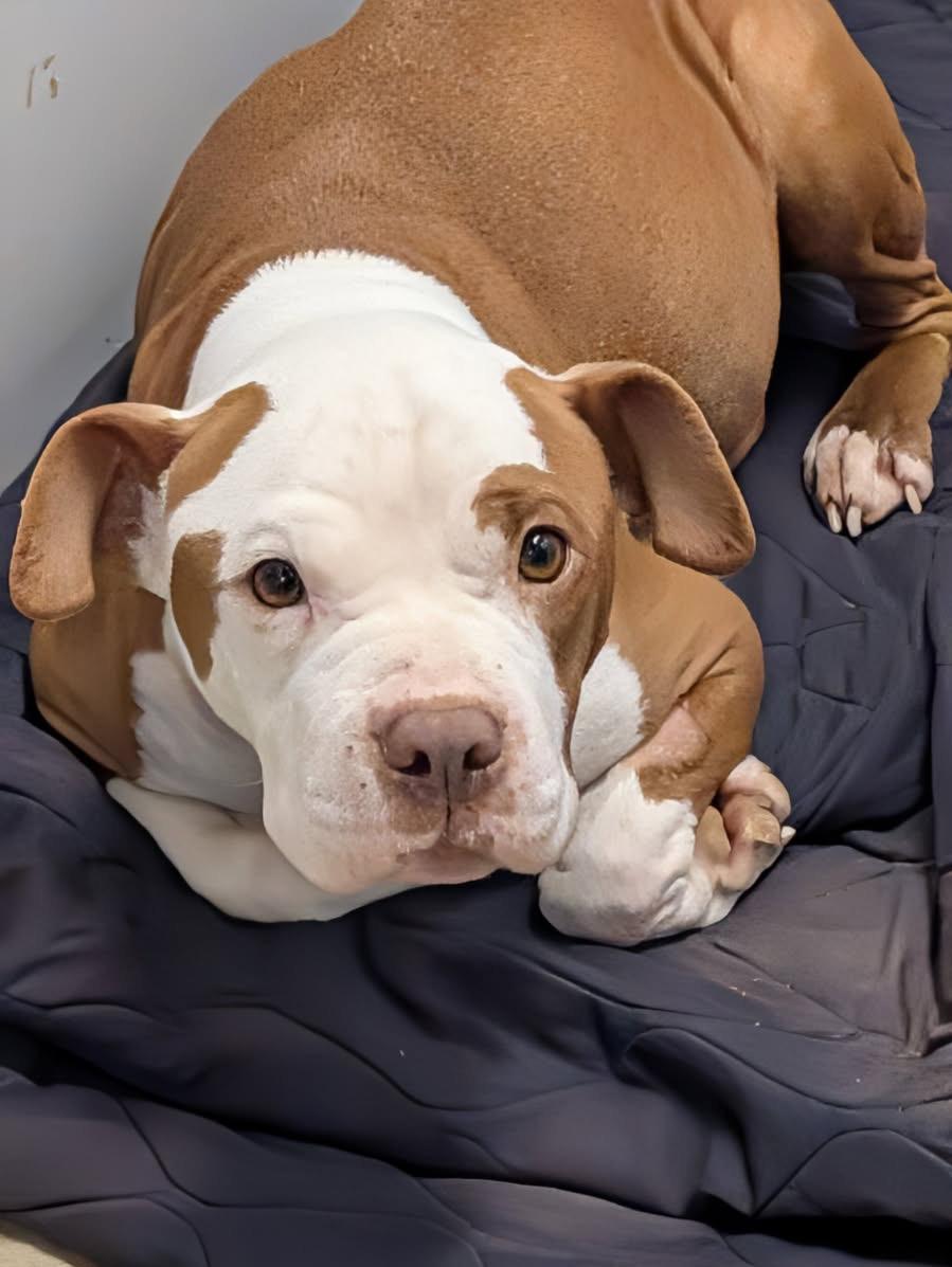 Enlarge Buckeye (Spayed) (In Foster to Adopt), an adopted mixed breed in Marietta, OH image 3/6