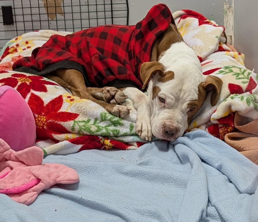 Enlarge Buckeye (Spayed) (In Foster to Adopt), an adopted mixed breed in Marietta, OH image 4/6