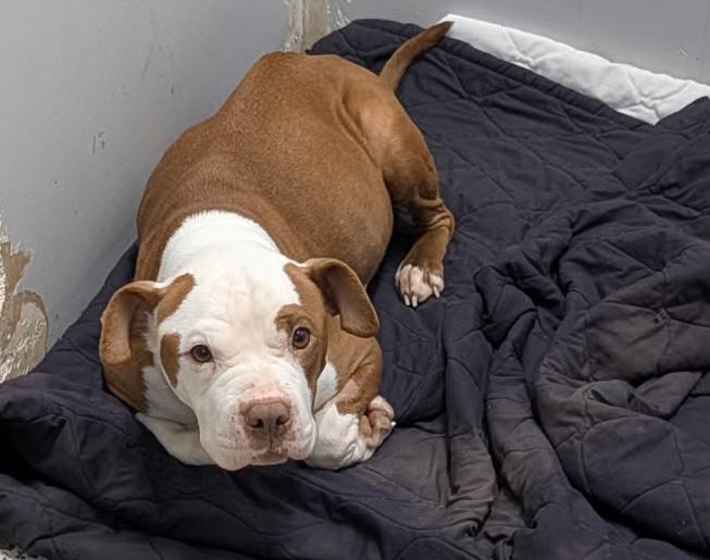 Enlarge Buckeye (Spayed) (In Foster to Adopt), an adopted mixed breed in Marietta, OH image 2/6