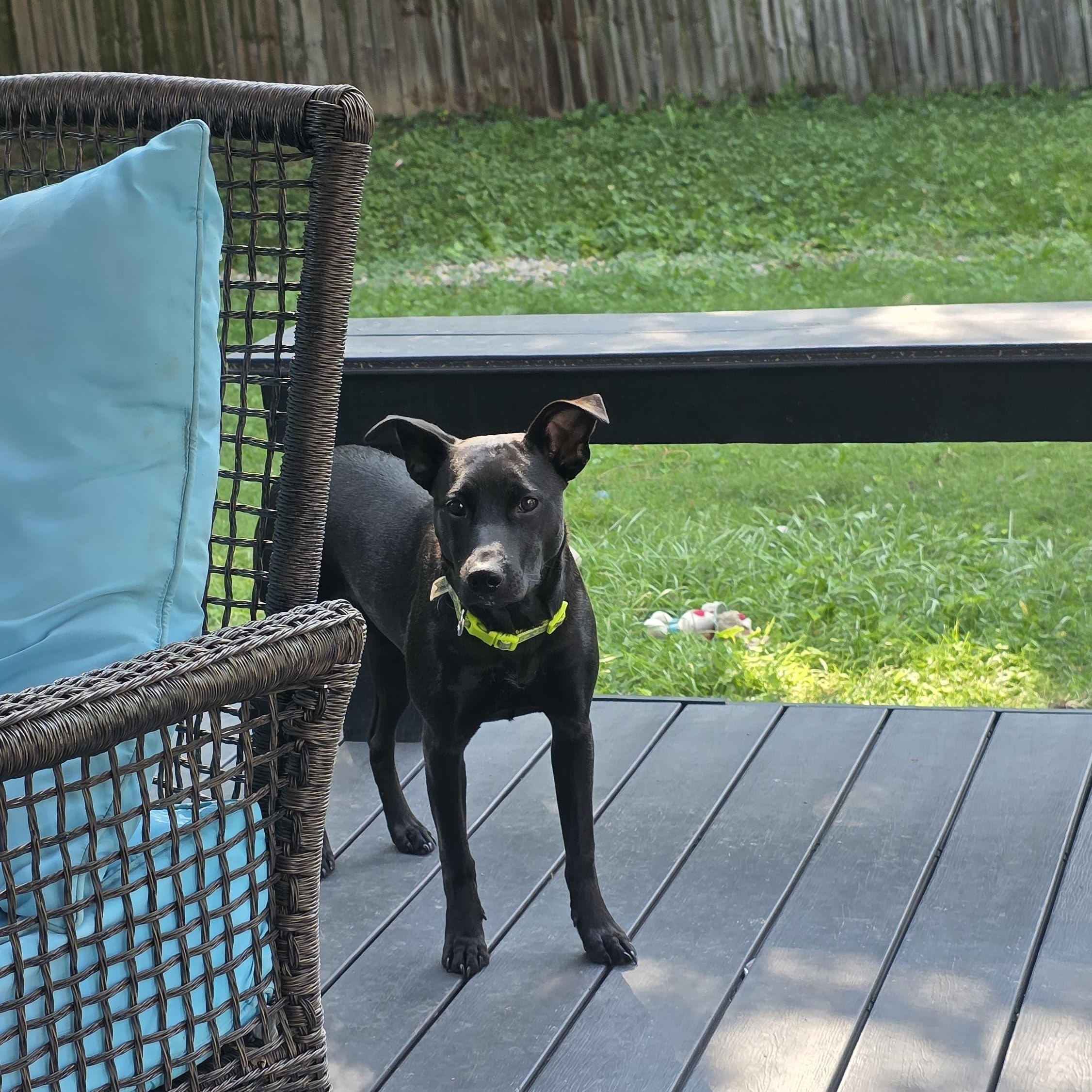 Enlarge Martha, a Adoptable Mixed Breed in Indianapolis, IN image 3/6