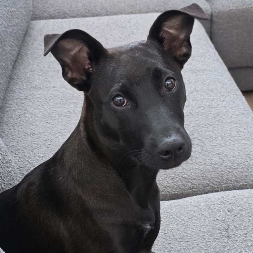 Martha, Adoptable, Puppy Female Mixed Breed.