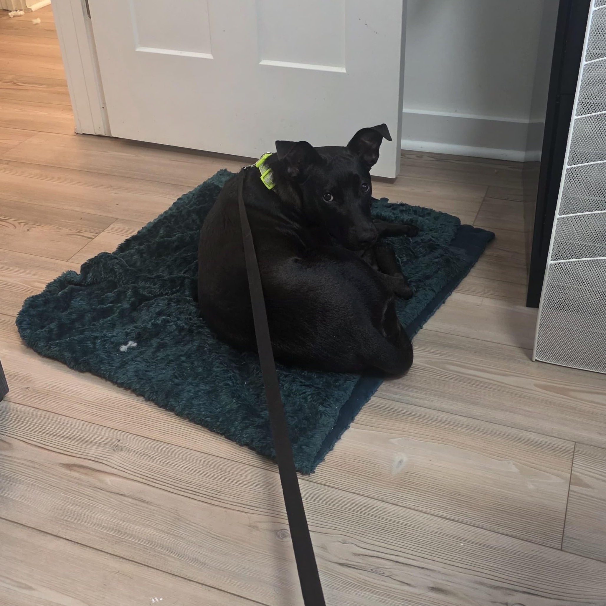 Enlarge Martha, a Adoptable Mixed Breed in Indianapolis, IN image 5/6