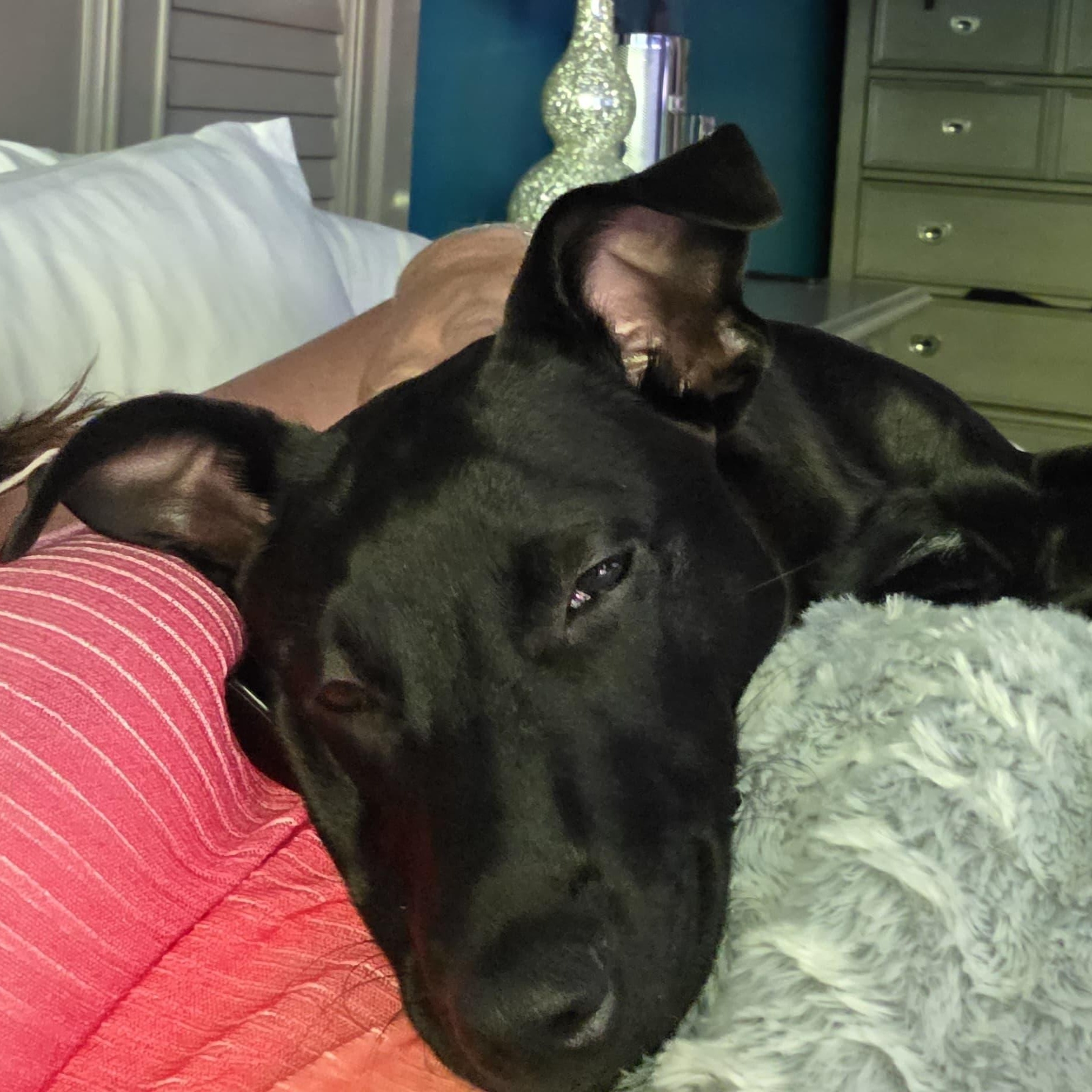 Enlarge Martha, a Adoptable Mixed Breed in Indianapolis, IN image 4/6