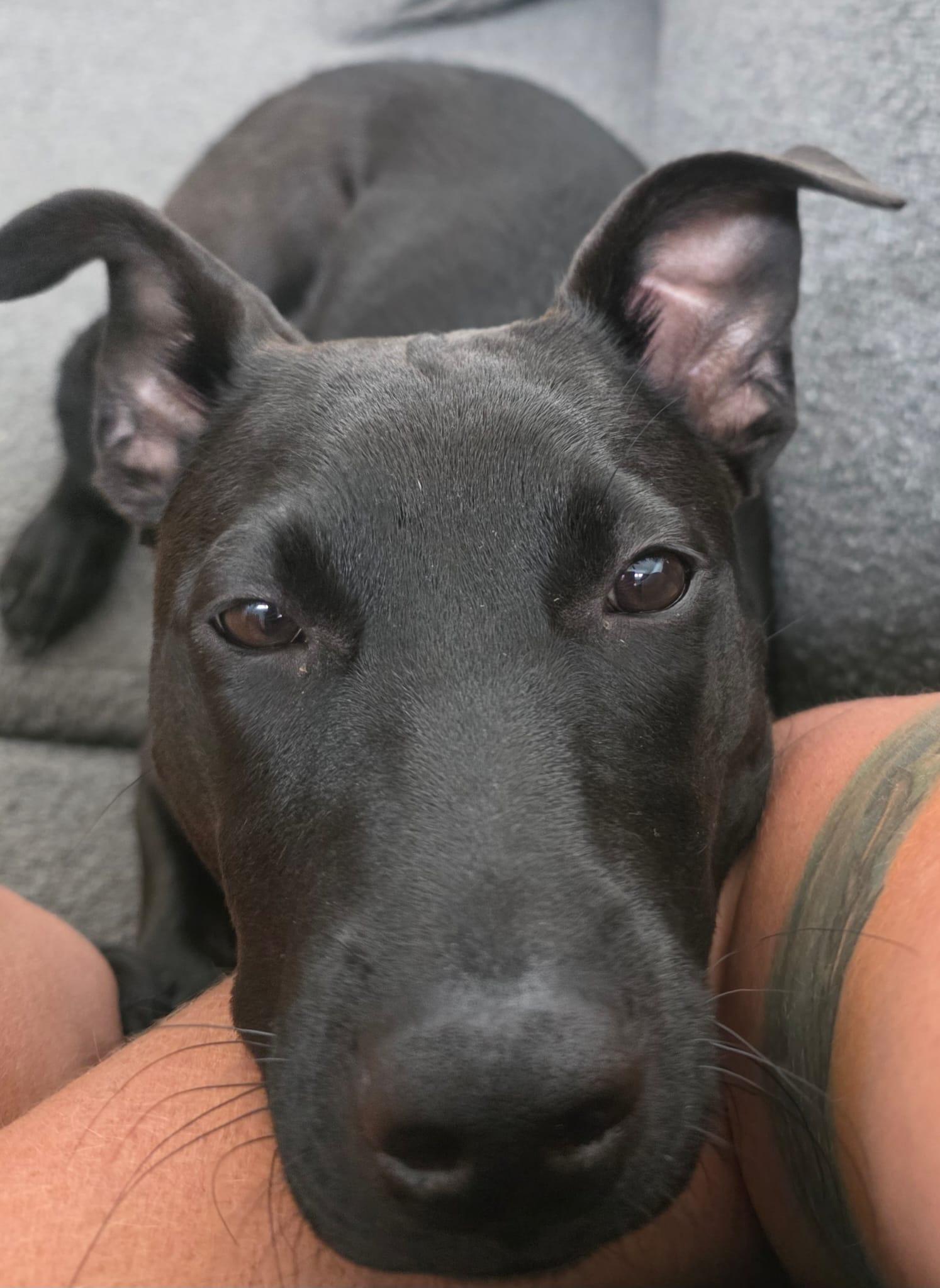 Enlarge Martha, a Adoptable Mixed Breed in Indianapolis, IN image 2/6