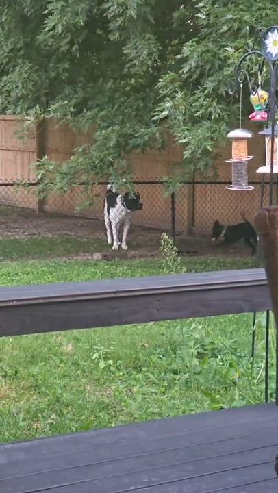 Enlarge Martha, a Adoptable Mixed Breed in Indianapolis, IN video 6/6