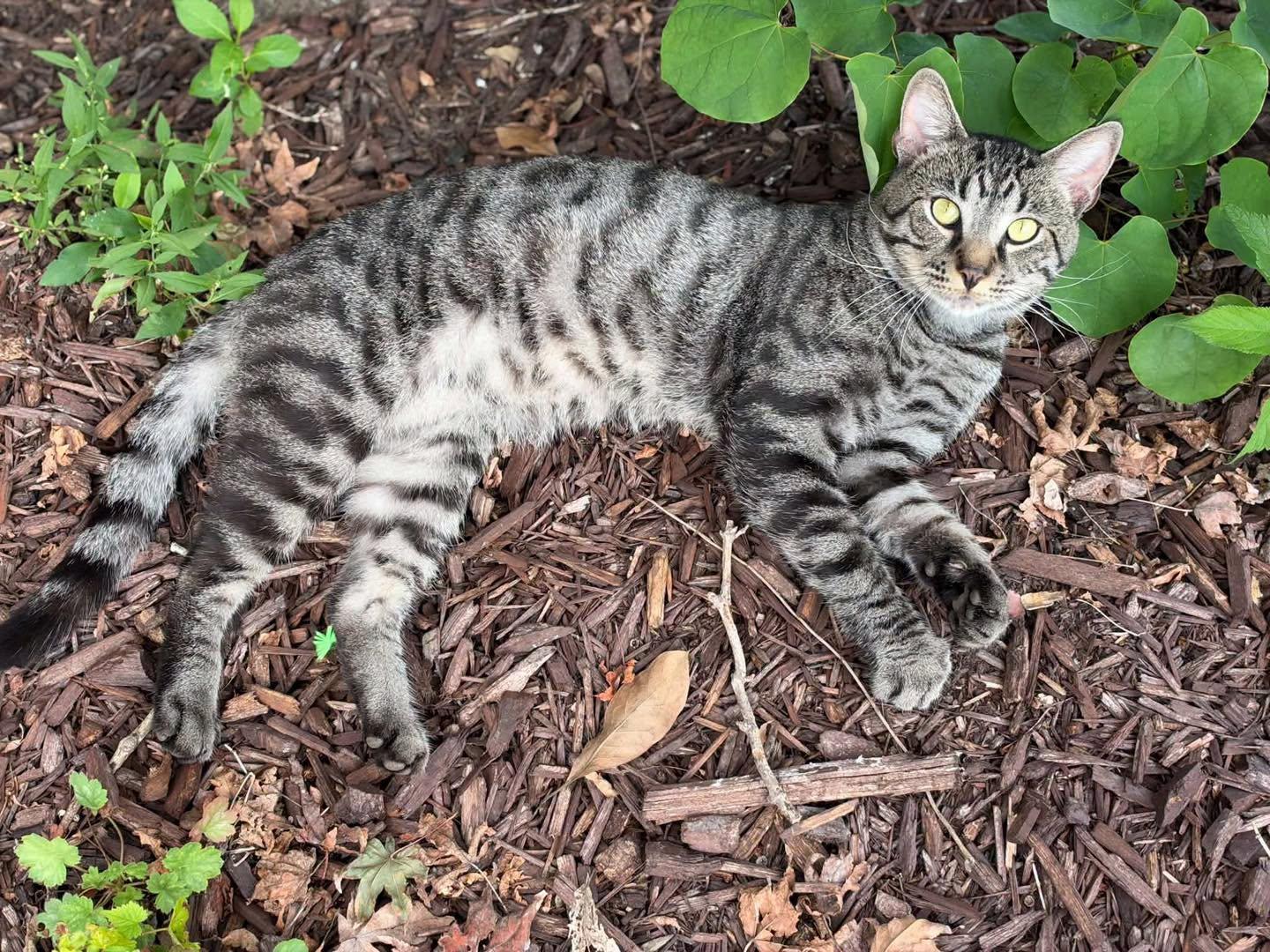 Enlarge Tiger, a Adoptable Tabby in Richmond Dale, OH image 2/5
