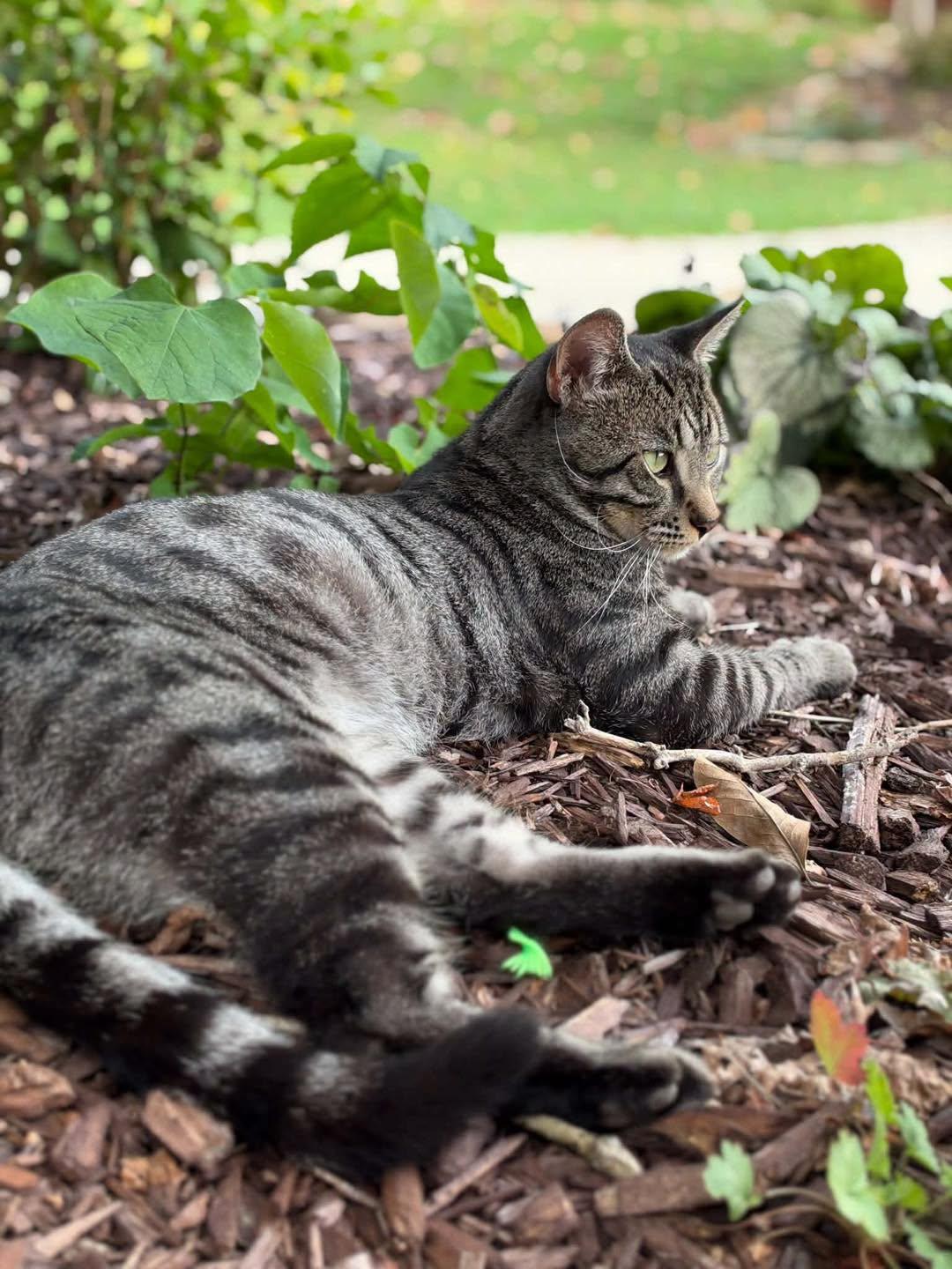 Enlarge Tiger, a Adoptable Tabby in Richmond Dale, OH image 1/5