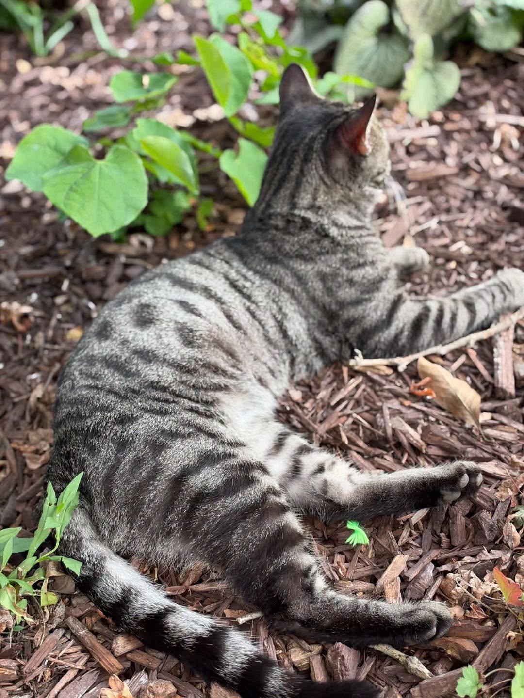 Enlarge Tiger, a Adoptable Tabby in Richmond Dale, OH image 3/5