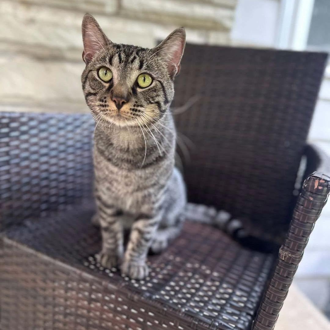Enlarge Tiger, a Adoptable Tabby in Richmond Dale, OH image 5/5