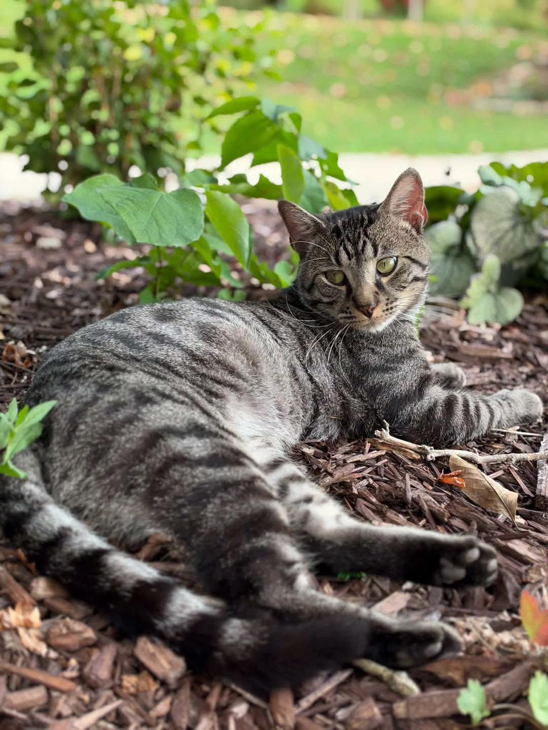 Enlarge Tiger, a Adoptable Tabby in Richmond Dale, OH image 4/5
