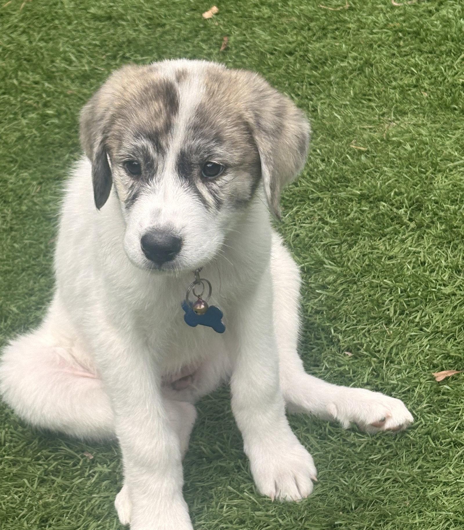 Stella Blue, a Adopted Great Pyrenees in Alpharetta, GA image 1/3