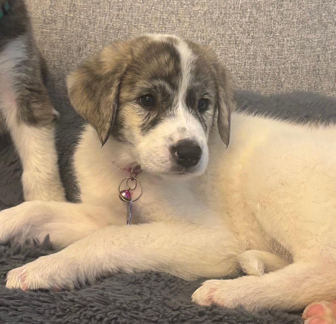 Stella Blue, a Adopted Great Pyrenees in Alpharetta, GA image 2/3