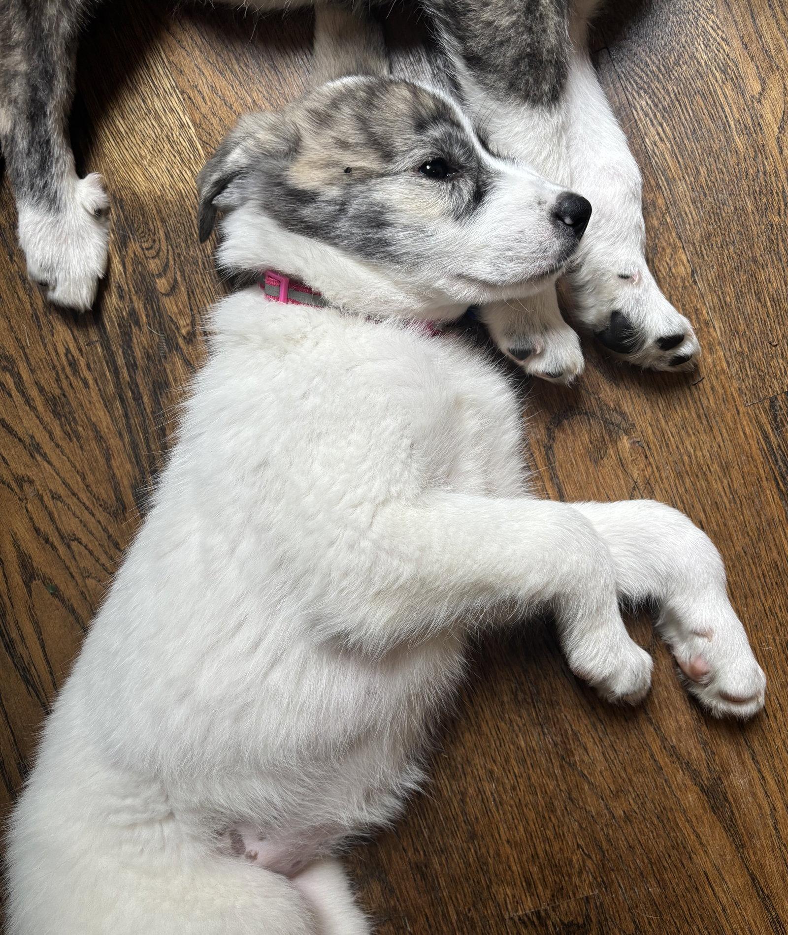 Stella Blue, a Adopted Great Pyrenees in Alpharetta, GA image 3/3