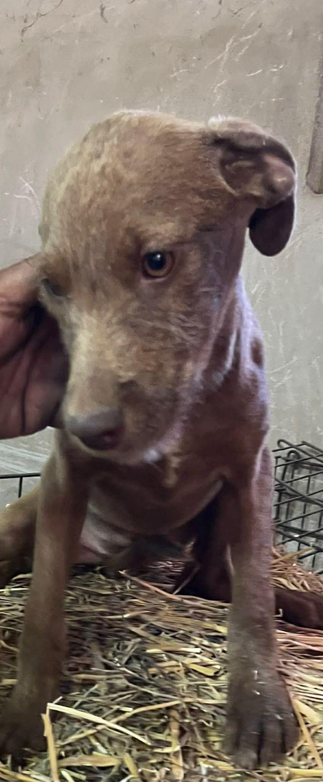 Enlarge Christmas, a Adoptable mixed breed in Encinitas, CA image 4/5