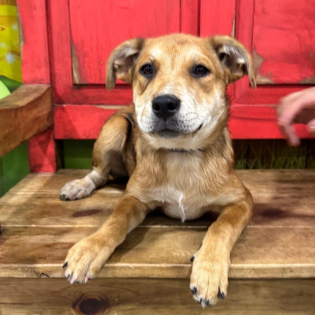 Shania, Adoptable, Puppy Female Australian Cattle Dog / Blue Heeler & Shepherd.