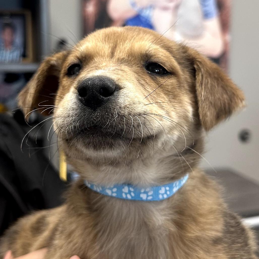 Enlarge Shania, a Adoptable mixed breed in Midland, TX image 1/1