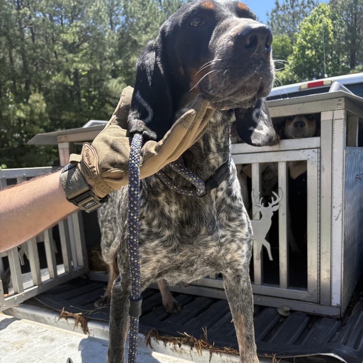 Pebbles, ADOPTABLE, Adult Female Bluetick Coonhound.