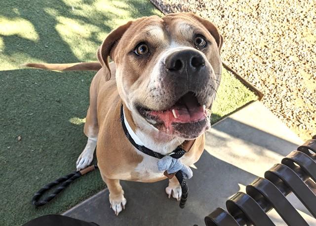 Enlarge CHAMPAGNE, a Adoptable American Bulldog in Phoenix, AZ image 1/1