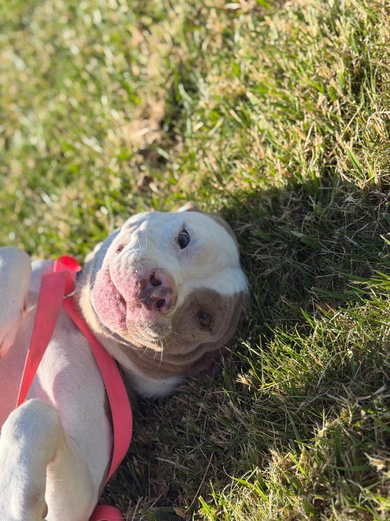 Pixie, Adoptable, Adult Female Pit Bull Terrier.