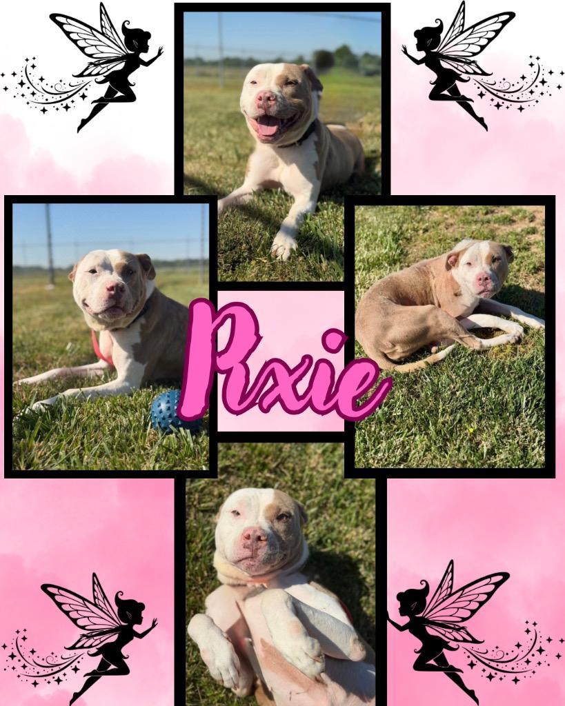 Enlarge Pixie, a Adoptable Pit Bull Terrier in Hopkinsville, KY image 2/6