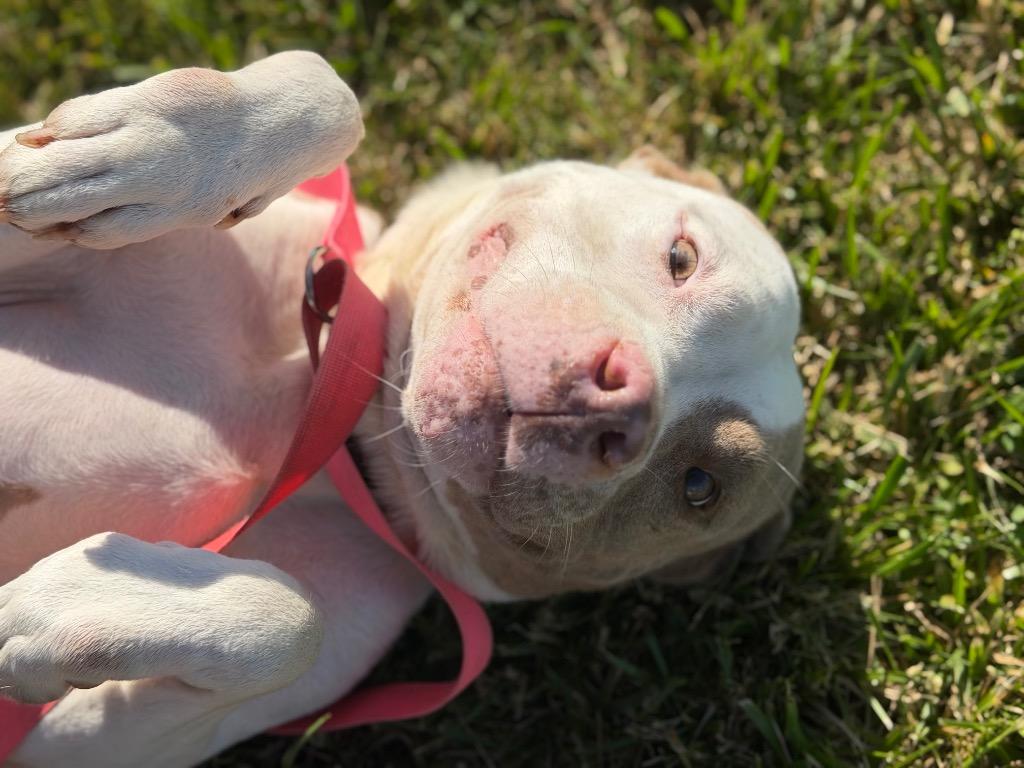 Enlarge Pixie, a Adoptable Pit Bull Terrier in Hopkinsville, KY image 3/6